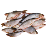 zill agro fish Category