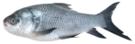 Catla Fish Zill Agro