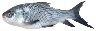 Catla Fish Zill Agro